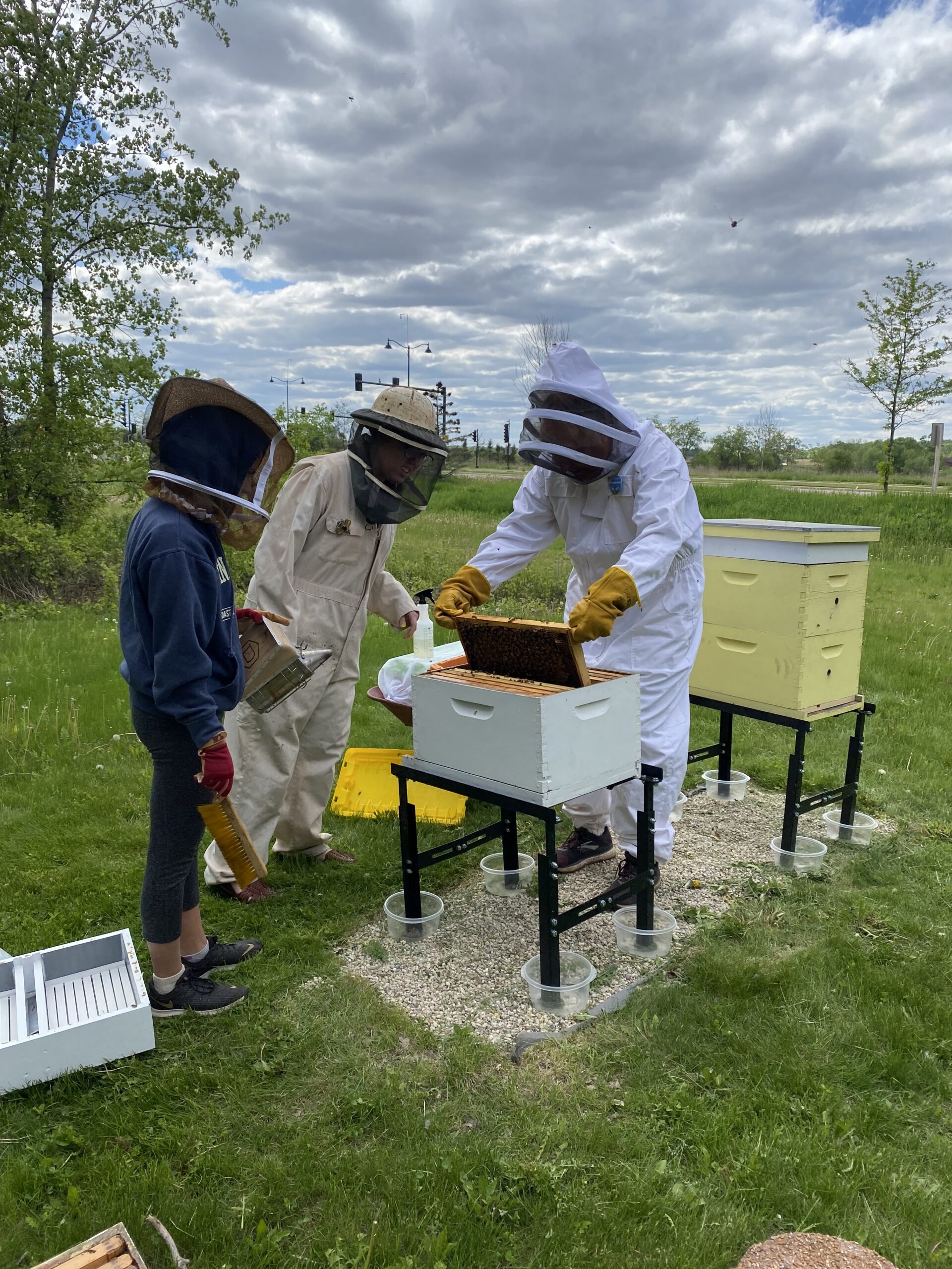 bees 22